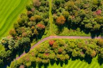 AERIAL ART - autumnal trees along a farm road - near Niederkassel - Germany