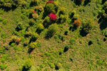 AERIAL ART - collection of early autumn trees - near Niederkassel - Germany 01