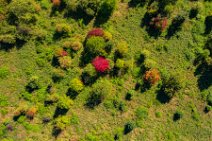 AERIAL ART - collection of early autumn trees - near Niederkassel - Germany 02