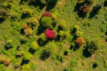 AERIAL ART - collection of early autumn trees - near Niederkassel - Germany 03