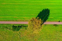 AERIAL ART - tree besides a farm road - Niederkassel - Germany 1