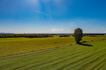AERIAL ART - tree besides a farm road - Niederkassel - Germany 2
