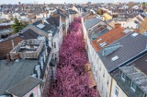 AERIAL ART - CHERRY BLOSSOM 2021 in Old City BONN - Germany 68 AERIAL ART - CHERRY BLOSSOM 2021 in Old City BONN - Germany 68.jpg