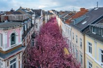 AERIAL ART - CHERRY BLOSSOM 2021 in Old City BONN - Germany 69 AERIAL ART - CHERRY BLOSSOM 2021 in Old City BONN - Germany 69.jpg