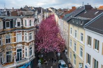 AERIAL ART - CHERRY BLOSSOM 2021 in Old City BONN - Germany 70 AERIAL ART - CHERRY BLOSSOM 2021 in Old City BONN - Germany 70.jpg