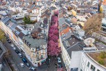 AERIAL ART - CHERRY BLOSSOM 2021 in Old City BONN - Germany 71 AERIAL ART - CHERRY BLOSSOM 2021 in Old City BONN - Germany 71.jpg