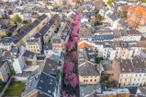 AERIAL ART - CHERRY BLOSSOM 2021 in Old City BONN - Germany 73 AERIAL ART - CHERRY BLOSSOM 2021 in Old City BONN - Germany 73.jpg