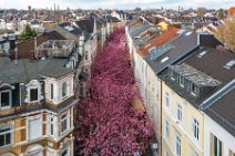 AERIAL ART - CHERRY BLOSSOM 2021 in Old City BONN - Germany 86 AERIAL ART - CHERRY BLOSSOM 2021 in Old City BONN - Germany 86.jpg