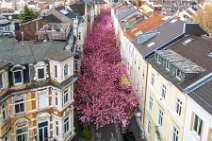 AERIAL ART - CHERRY BLOSSOM 2021 in Old City BONN - Germany 87 AERIAL ART - CHERRY BLOSSOM 2021 in Old City BONN - Germany 87.jpg