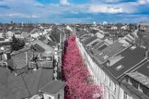 COLORSPOT AERIAL ART - CHERRY BLOSSOM IN OLD TOWN BONN - GERMANY 01 COLORSPOT AERIAL ART - CHERRY BLOSSOM IN OLD TOWN BONN - GERMANY 01.jpg