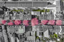 COLORSPOT AERIAL ART - CHERRY BLOSSOM IN OLD TOWN BONN - GERMANY 05 COLORSPOT AERIAL ART - CHERRY BLOSSOM IN OLD TOWN BONN - GERMANY 05.jpg