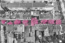 COLORSPOT AERIAL ART - CHERRY BLOSSOM IN OLD TOWN BONN - GERMANY 08 COLORSPOT AERIAL ART - CHERRY BLOSSOM IN OLD TOWN BONN - GERMANY 08.jpg