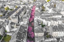 COLORSPOT AERIAL ART - CHERRY BLOSSOM IN OLD TOWN BONN - GERMANY 11 COLORSPOT AERIAL ART - CHERRY BLOSSOM IN OLD TOWN BONN - GERMANY 11.jpg