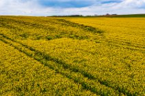 AERIAL ART - rapeseed field - Erkelenz - Germany 01 AERIAL ART - rapeseed field - Erkelenz - Germany 01.jpg