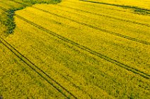 AERIAL ART - rapeseed field - Erkelenz - Germany 02 AERIAL ART - rapeseed field - Erkelenz - Germany 02.jpg