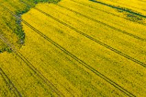 AERIAL ART - rapeseed field - Erkelenz - Germany 03 AERIAL ART - rapeseed field - Erkelenz - Germany 03.jpg