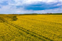 AERIAL ART - rapeseed field - Erkelenz - Germany 04 AERIAL ART - rapeseed field - Erkelenz - Germany 04.jpg