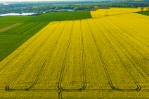 AERIAL ART - rapeseed field with tracks - Germany 01 AERIAL ART - rapeseed field with tracks - Germany 01