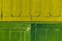 AERIAL ART - rapeseed field with tracks - Germany 03 AERIAL ART - rapeseed field with tracks - Germany 03