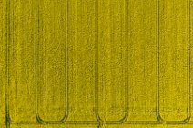 AERIAL ART - rapeseed field with tracks - Germany 04 AERIAL ART - rapeseed field with tracks - Germany 04