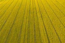 AERIAL ART - rapeseed field with tracks - Germany 05 AERIAL ART - rapeseed field with tracks - Germany 05
