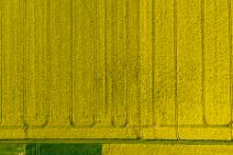 AERIAL ART - rapeseed field with tracks - Germany 06 AERIAL ART - rapeseed field with tracks - Germany 06