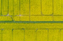 AERIAL ART - rapeseed field with tracks and a country lane - Germany 01 AERIAL ART - rapeseed field with tracks and a country lane - Germany 01
