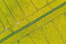 AERIAL ART - rapeseed field with tracks and a country lane - Germany 02 AERIAL ART - rapeseed field with tracks and a country lane - Germany 02