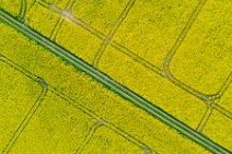AERIAL ART - rapeseed field with tracks and a country lane - Germany 03 AERIAL ART - rapeseed field with tracks and a country lane - Germany 03