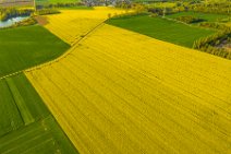 AERIAL ART - rapeseed fields around Niederkassel - Germany 05 AERIAL ART - rapeseed fields around Niederkassel - Germany 05