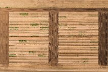 AERIAL ART - Field with test plantings - Troisdorf 04 AERIAL ART - Field with test plantings - Troisdorf 04.jpg