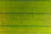 AERIAL ART - grain field with tracks - Troisdorf 2 AERIAL ART - grain field with tracks - Troisdorf 2.jpg