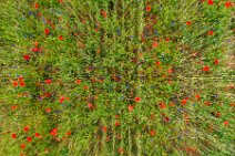 AERIAL ART - field full of red poppies - Troisdorf - Germany 02 AERIAL ART - field full of red poppies - Troisdorf - Germany 02