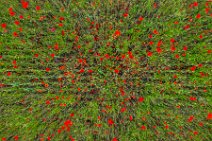 AERIAL ART - field full of red poppies - Troisdorf - Germany 05 AERIAL ART - field full of red poppies - Troisdorf - Germany 05