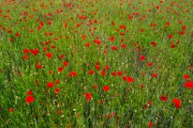 AERIAL ART - field full of red poppies - Troisdorf - Germany 07 AERIAL ART - field full of red poppies - Troisdorf - Germany 07