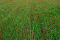 AERIAL ART - field full of red poppies - Troisdorf - Germany 08 AERIAL ART - field full of red poppies - Troisdorf - Germany 08