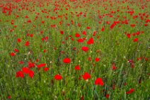 AERIAL ART - field full of red poppies - Troisdorf - Germany 09 AERIAL ART - field full of red poppies - Troisdorf - Germany 09