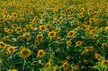 AERIAL ART - SUNFLOWER FIELD - GERMANY 04 AERIAL ART - SUNFLOWER FIELD - GERMANY 04