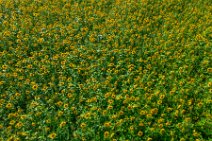AERIAL ART - SUNFLOWER FIELD - GERMANY 05 AERIAL ART - SUNFLOWER FIELD - GERMANY 05