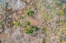AERIAL ART - dead forest near Wahnbach reservoir - Siegburg - Germany 03 AERIAL ART - dead forrest near Wahnbach reservoir - Siegburg - Germany 03.jpg