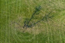 AERIAL ART - Tree on a meadow - Germany 3 AERIAL ART - Tree on a meadow - Germany 3