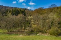 AERIAL ART - Trees along a meadow - Germany 1 AERIAL ART - Trees along a meadow - Germany 1