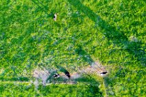 AERIAL ART - Cattle on a pasture - Lohmar - Germany 01 AERIAL ART - Cattle on a pasture - Lohmar - Germany 01