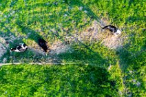 AERIAL ART - Cattle on a pasture - Lohmar - Germany 02 AERIAL ART - Cattle on a pasture - Lohmar - Germany 02