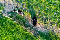AERIAL ART - Cattle on a pasture - Lohmar - Germany 03 AERIAL ART - Cattle on a pasture - Lohmar - Germany 03