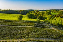 AERIAL ART - Christmas Tree plantation and fields and forest - around Lohmar - Germany AERIAL ART - Christmas Tree plantation and fields and forrest - around Lohmar - Germany