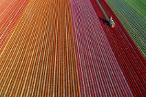 AERIAL ART - Tulip field with harvester - Lower Rhine region - Germany 01 AERIAL ART - Tulip field with harvester - Lower Rhine region - Germany 01