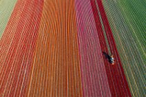 AERIAL ART - Tulip field with harvester - Lower Rhine region - Germany 02 AERIAL ART - Tulip field with harvester - Lower Rhine region - Germany 02