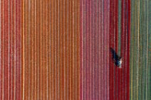 AERIAL ART - Tulip field with harvester - Lower Rhine region - Germany 03 AERIAL ART - Tulip field with harvester - Lower Rhine region - Germany 03