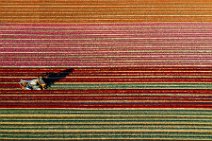 AERIAL ART - Tulip field with harvester - Lower Rhine region - Germany 04 AERIAL ART - Tulip field with harvester - Lower Rhine region - Germany 04